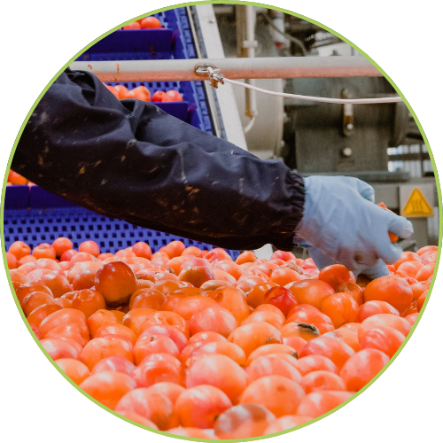 trasformazione bordo verde